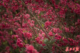 醉美南极红，花乡情更浓图片