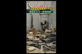 这个气势很东北！沈阳大熊猫着急“下班”哐哐敲门图片