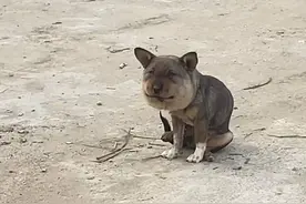 【紫牛头条】“蜜蜂小狗”脸肿成表情包引全网爆笑，一对夫妻看出异样驱车300公里救助感动众人图片