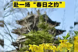 来“走花路”的超然楼 赴一场“春日之约”！图片