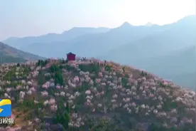青州：朵朵桃花绽放华彩 明艳一整个春天图片