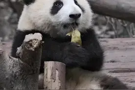 这种“笋”是春天的应季菜，强筋、健骨、通便……还很实惠！图片