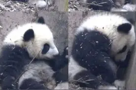 残疾熊猫宝宝遭游客泼水？回应来了图片