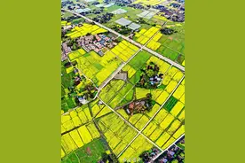 又见花开都江堰丨赏春何必远行，6处油菜花赏花地，现在就出发~图片