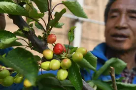 陕西澄城打造“中国樱桃第一县” 10万亩樱桃陆续成熟图片