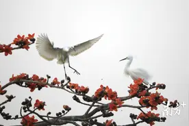 木棉花开，白鹭“闹春”图片