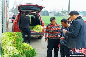 成都温江：田间地头收获蒜薹忙图片