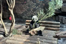 济南大熊猫懒得像假熊猫？记者实探熊猫馆：不到一分钟就睡了图片