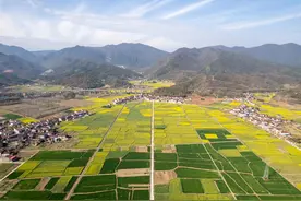 远安县洋坪镇万亩油菜花竞相开放图片