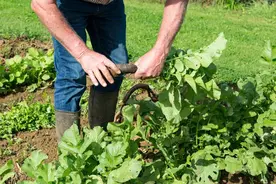 春天宁可不吃肉，也要吃这3种野菜！养肝通便、清热祛湿，比家常菜更下饭图片