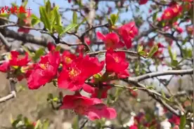你见过海棠中的“变色龙”吗？南京莫愁湖海棠进入盛花期图片