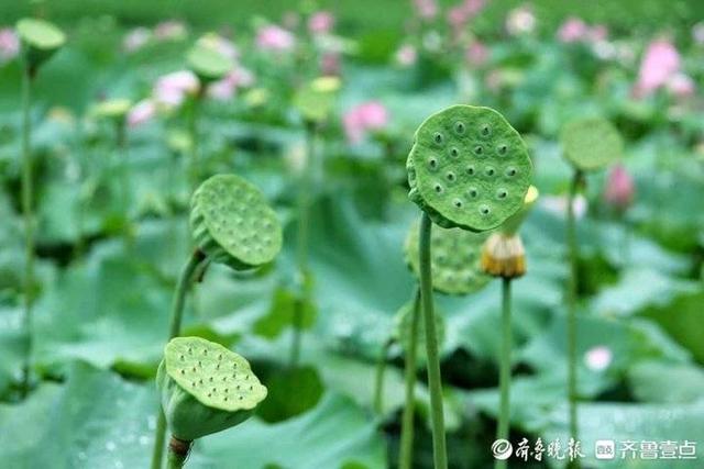 什么的夜晚怎么填空？（秋实夏日的傍晚）