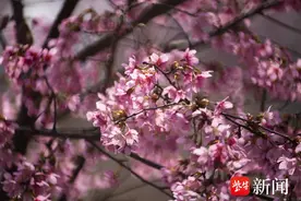 百亩阿里山樱花盛开
，句容后白镇让人流连忘返图片