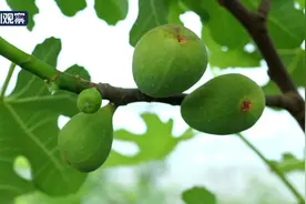 全球首批太空育种无花果果苗在内江威远县成功移栽图片