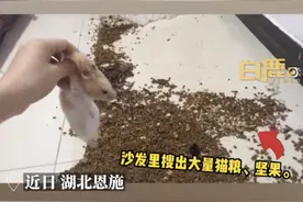 仓鼠“越狱”一个月，在沙发里偷藏大量猫粮，网友：甚至还有棉花床，太会享受了！图片
