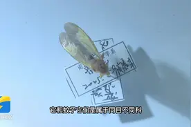 蚊子“乱舞”？蚊子为什么“开工”这么早？济南疾控专家来解读图片