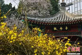 初春踏青正当时 北京市属公园迎来春花观赏期图片