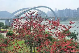 三月邕城，木棉花开春意浓！除了观赏，它还有这些作用→图片
