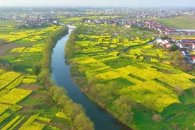 航拍视频丨攸县油菜花竞相绽放 从空中俯瞰大地宛如油画图片
