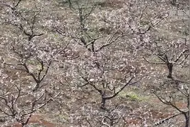 湖南蓝山：李花绽放白如雪 春色满园惹人醉图片