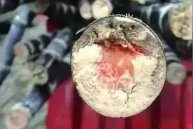 清明蔗，为何“毒过蛇”？图片