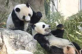 旅日双胞胎大熊猫“晓晓”和“蕾蕾”尝试独立生活图片