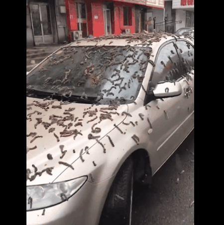 美媒称“虫雨”袭中国 原是杨树花