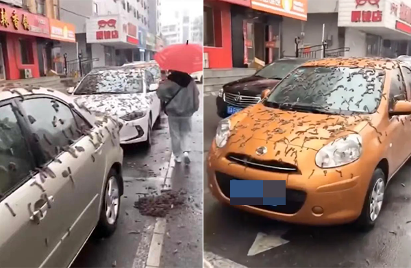 美媒称“虫雨”袭中国 原是杨树花