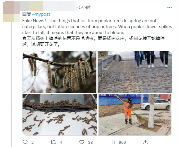 美媒称“虫雨”袭中国 原是杨树花