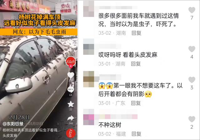 美媒称“虫雨”袭中国 原是杨树花