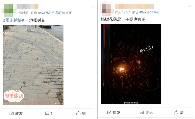 美媒称“虫雨”袭中国 原是杨树花