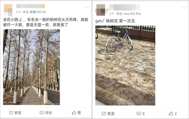 美媒称“虫雨”袭中国 原是杨树花