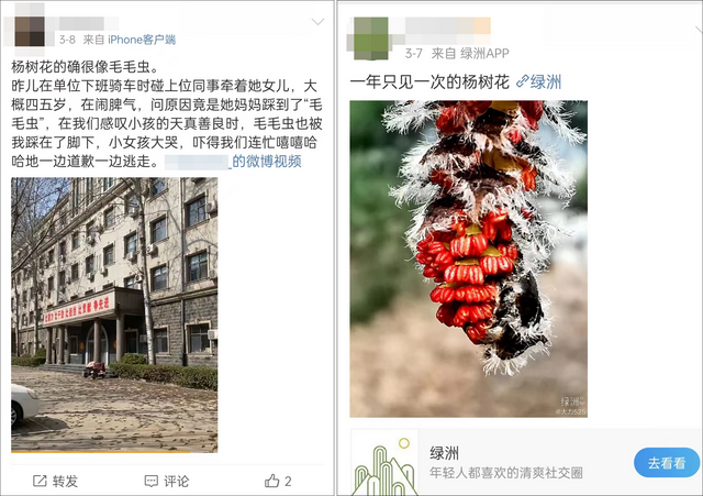 美媒称“虫雨”袭中国 原是杨树花