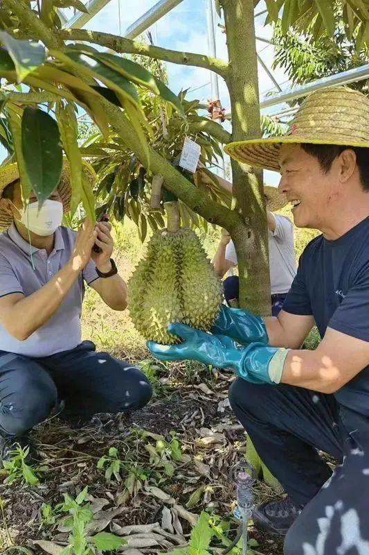 国产榴莲或将价格大跌