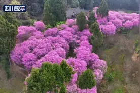 川渝好风光丨美人梅“抱团”如云朵 桃花与春雨作个伴图片