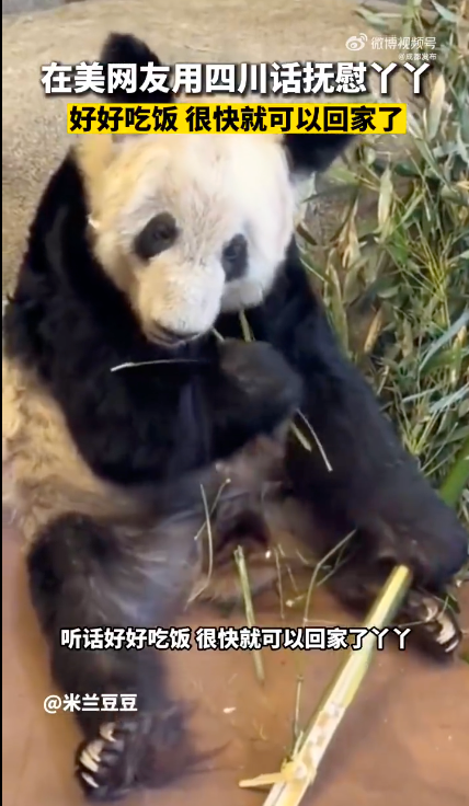 实地探访熊猫丫丫