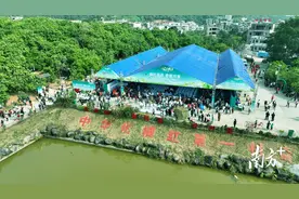 化州启动2023年化橘红赏花活动，以花为媒兴产业促振兴图片