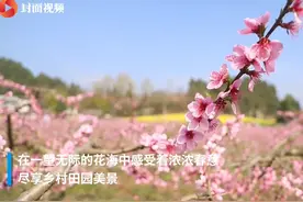 下塘摸鱼，与花共舞 四川遂宁保石第二届桃花节正式开幕图片