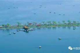 中国各大城市路边种的什么树？图片