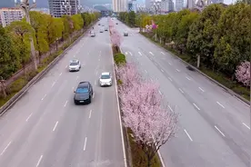 红叶李花开正艳 十里繁花满城春图片