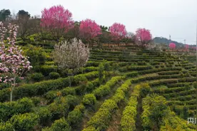【发现春之美】信阳商城：正是山花烂漫时图片