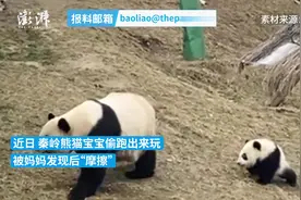 熊猫宝宝偷跑出来玩，被妈妈发现后“摩擦”图片