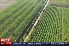 10年新增森林面积2200多万公顷 我国国土绿化重大工程取得新进展图片