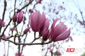 组图 | 桂阳：玉兰花开正艳图片