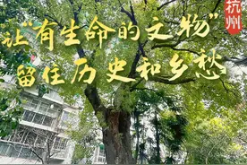 一棵树，一座城，当时光把故事刻进树里图片