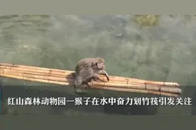 猴子坐竹筏划水，园方：“它自己学会的”，网友：“严加看管，防其打上天宫”图片
