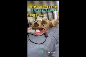 狗子躺沙发呲牙咧嘴享受按摩，网友：狗生潇洒，它过得比我都舒服图片