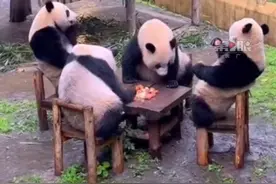 太萌了！四只大熊猫凑一桌像在打麻将图片