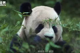 什么样的大熊猫能留洋？64只大熊猫旅居海外图片