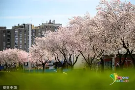 克罗地亚萨格勒布樱花盛开图片